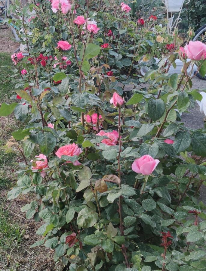 La Casa Delle Rose 1 Villa Giba ภายนอก รูปภาพ